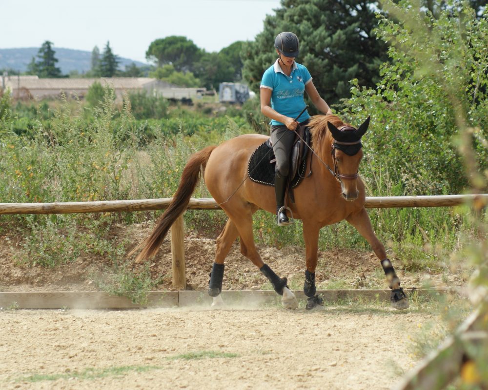 Cours valorisation cheval equitation Montpellier